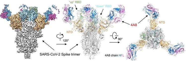 快讯！我国科学家在新型冠状病毒抗体研究中取得重大突破